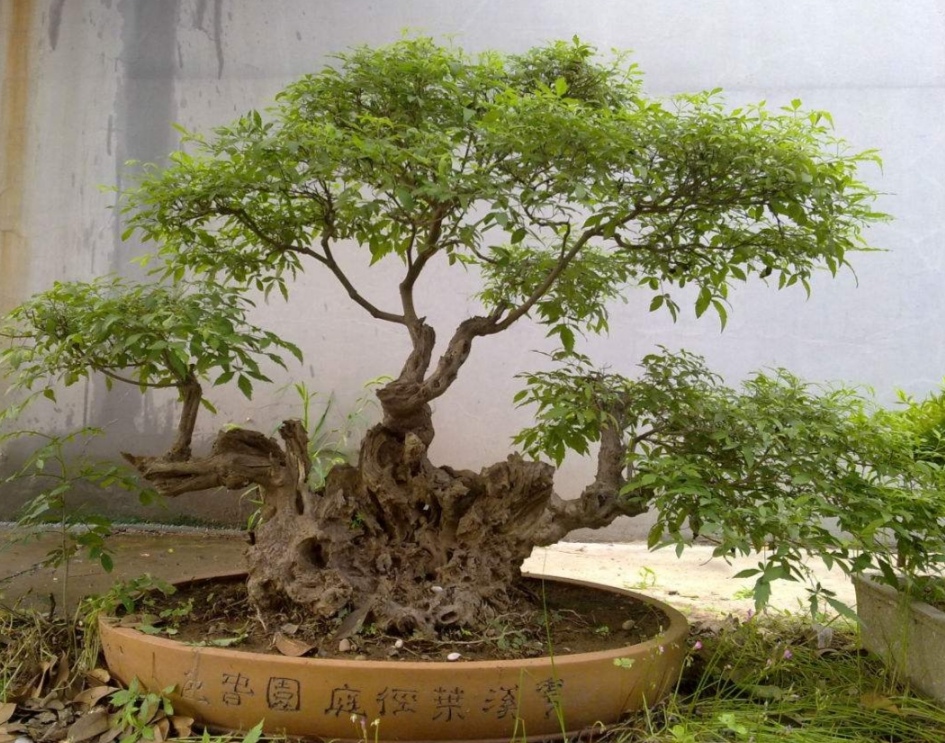 疙瘩树桩盆景,上山挖各种树桩做盆景