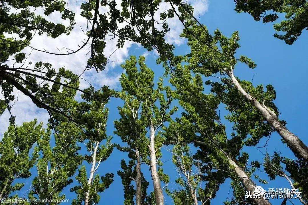 最常见的杨树,杨树属于什么树木类型