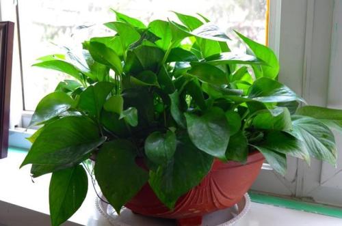 绿萝冬天能用什么水养,冬季养绿萝多长时间浇一次水