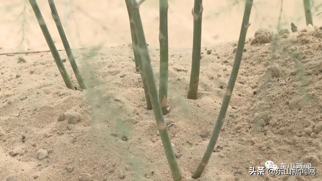 “云动力”让漳州东山这一产业焕发新活力