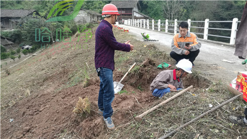 重庆白蚁上门防治怎样收费,重庆灭白蚁公司排名