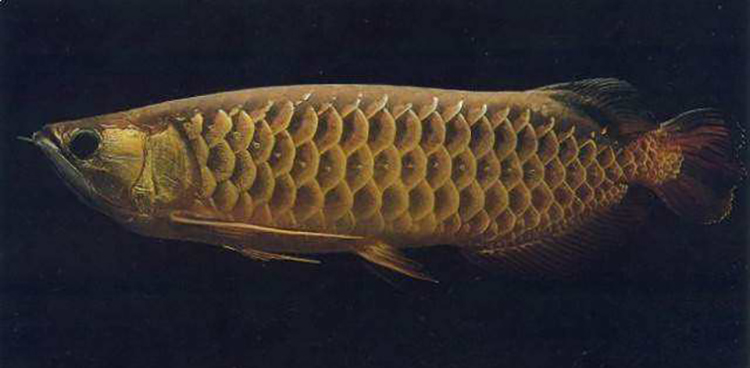 龙鱼幼鱼期怎么分辨金龙还是红龙,20公分龙鱼怎么区分金龙红龙