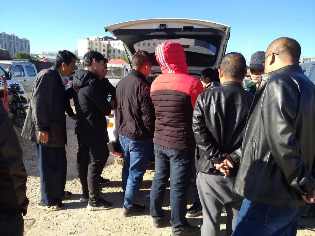 南宁巴哥幼犬出售300元以内,巴哥犬幼犬出售500元同城