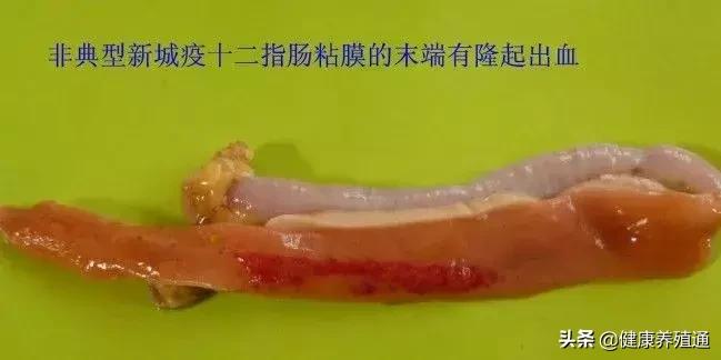 家禽疾病的常用诊断方式有哪些,家禽常见疾病及检测方法书籍