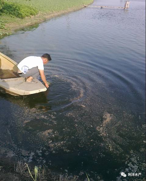 裸藻和裸甲藻是同一藻类吗,蓝藻与绿藻的相同点