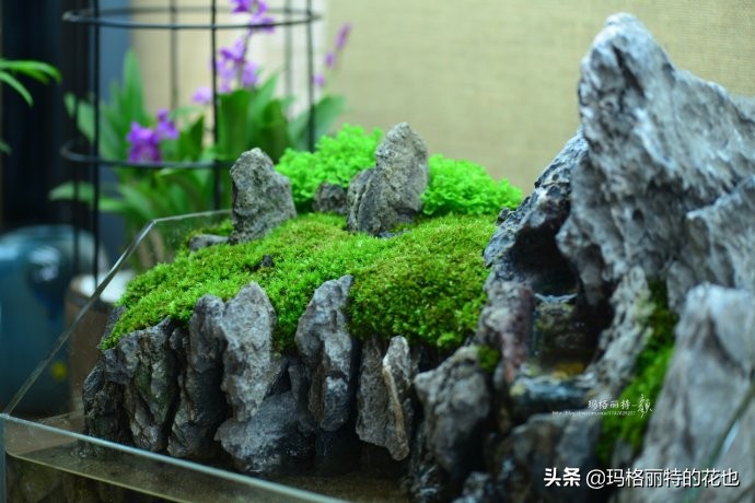 雨林缸可以养的蜥蜴,鱼缸改造封闭式雨林缸养蜥蜴