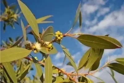 杀菌最好的精油尤加利,尤加利精油搭配