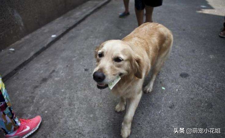 金毛生病被主人抛弃,金毛生病了要怎么治疗