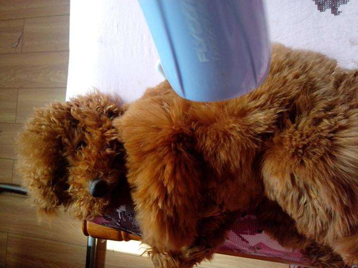 怎么在家洗狗能把狗洗干净,正确的洗狗步骤