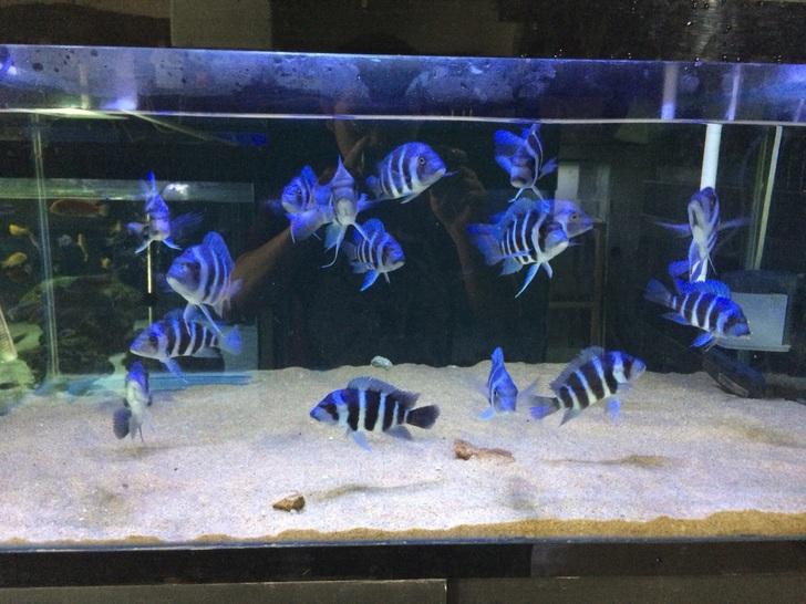 鱼百科大全图片,萨伊蓝六间价格