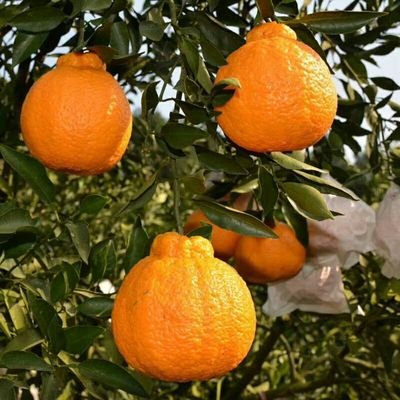 丑橘的食用方法,如何做到丑橘里是沙糖桔