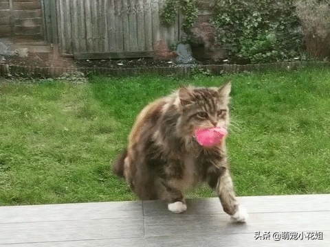 猫咪每天给一户人家送鲜花，连续送了一个月，原来猫咪在表达感谢