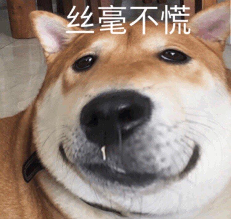 泰迪狗狗眼屎多是怎么回事,狗狗眼屎多黄脓状用什么药