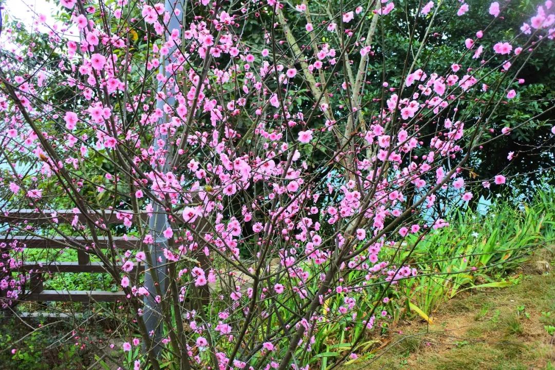 重庆铁山坪森林公园有什么好玩的,重庆赏花一日游最佳去处