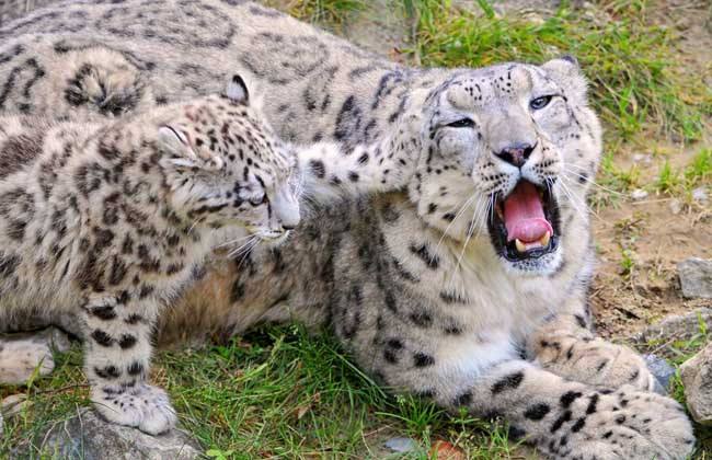 美洲狮真的就是美洲金猫吗,美洲狮是豹子还是狮子