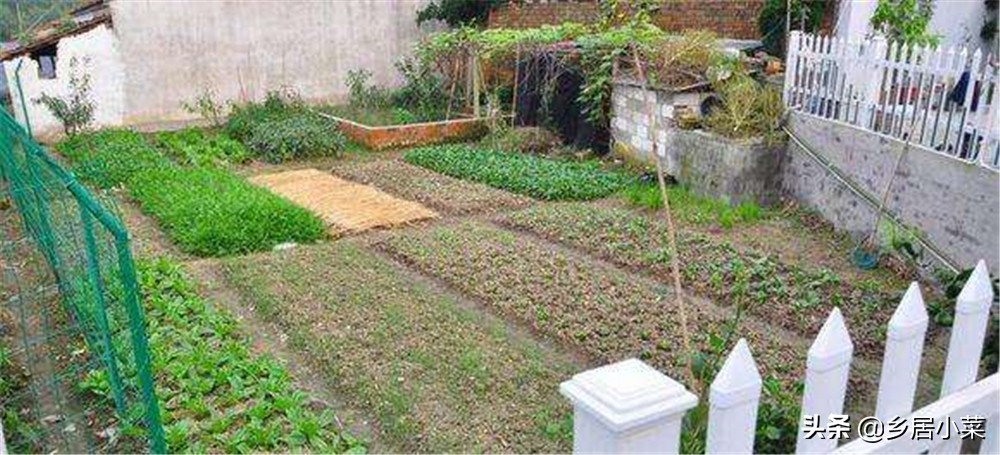 夏季种菜总是刮大风怎么办,刮台风对菜地有什么影响