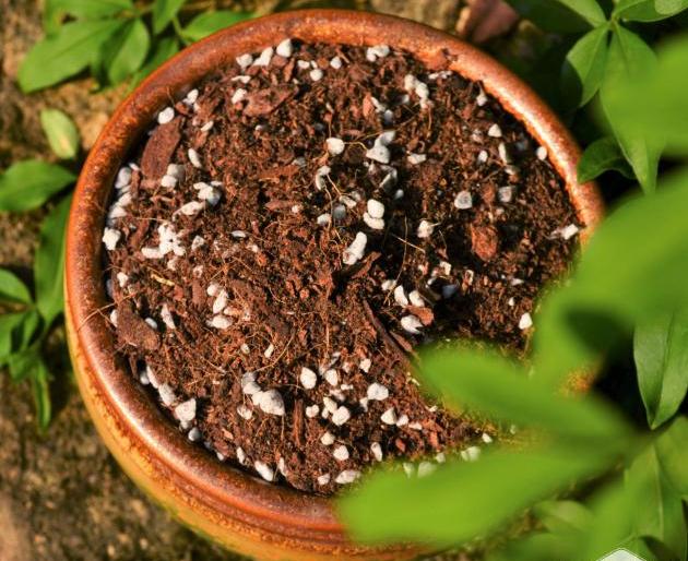 怎样配制家庭养花最好的营养土,家庭养花土拌什么疏松透气