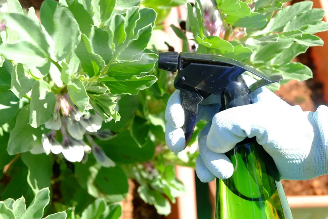 养花常见病虫害及处理方法,养花病虫害必备知识大全