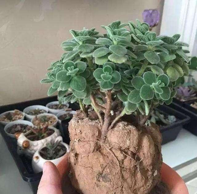 盆土板结怎么处理最快,浇白醋水多久能改善盆土板结