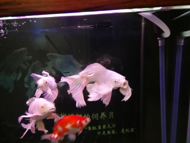 硝化系统崩溃鱼怎么补救,硝化系统崩溃鱼开始趴缸了