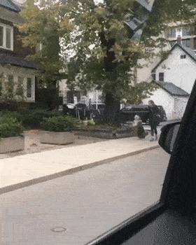 捡了一只流浪狗黑色泰迪,捡到一只流浪雪纳瑞