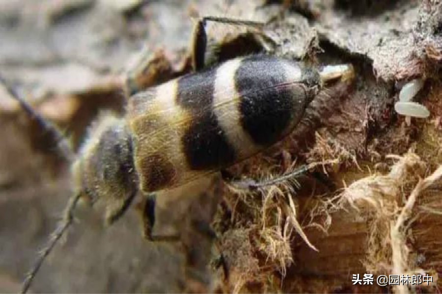 柏树有枯黄叶怎么办,柏树枯萎是什么病表现