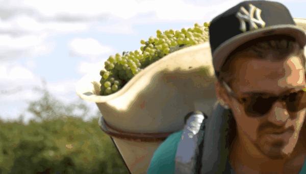 法国葡萄园工人收入,在法国葡萄酒厂打工赚钱吗