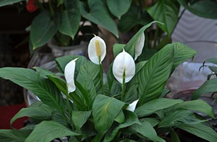 买的花活不久是什么原因,从市场买回来的花过几天叶子就黄