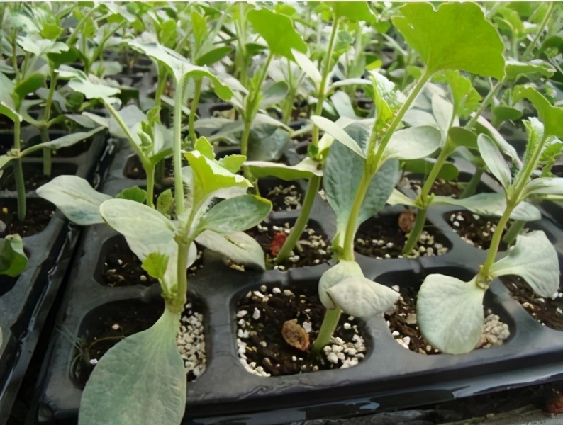 在幼苗期的西瓜如何管理可以高产,大棚西瓜苗如何管理