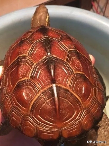 国龟魅力,国龟的韵味美的无法形容