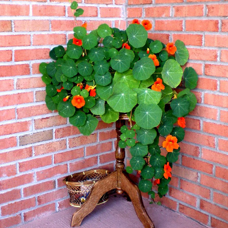 如何让一颗种子快速发芽,怎么让一颗种子发芽