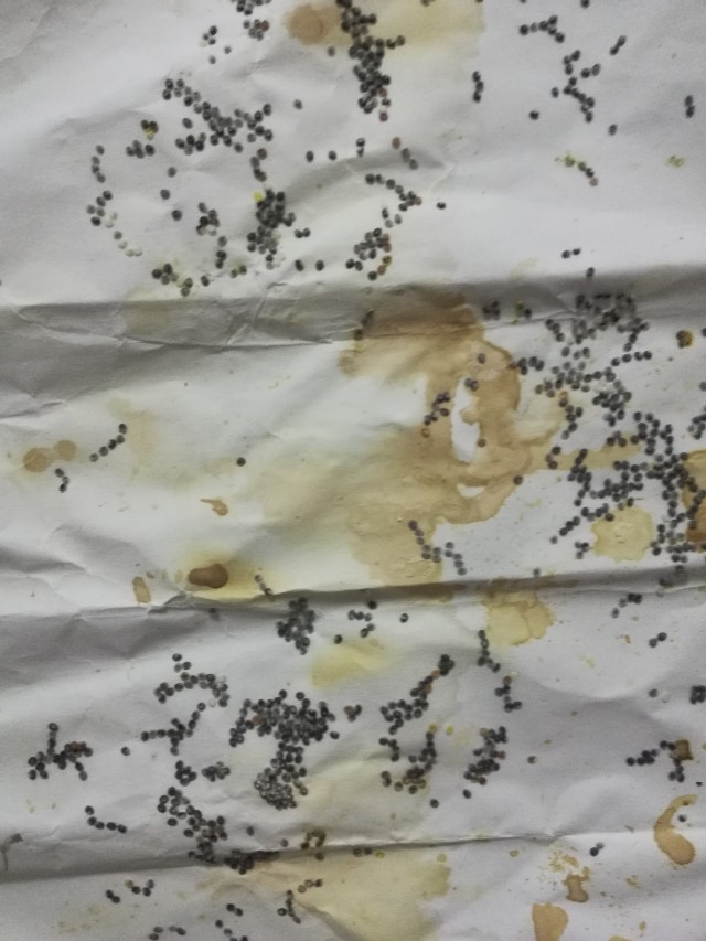 养蚕记完整版,养蚕记全集