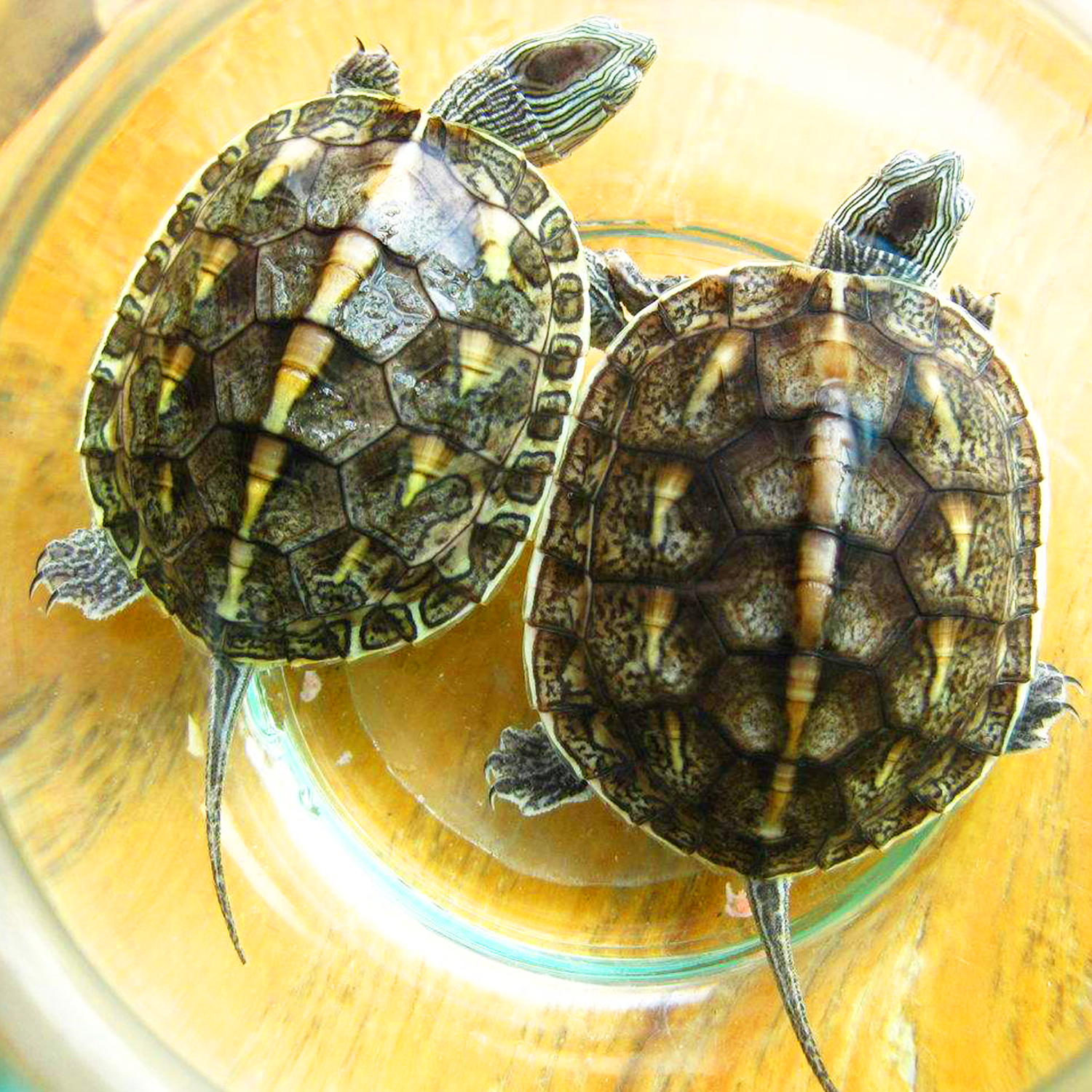 新手养龟哪种龟最好养,养龟新手应该选什么龟好