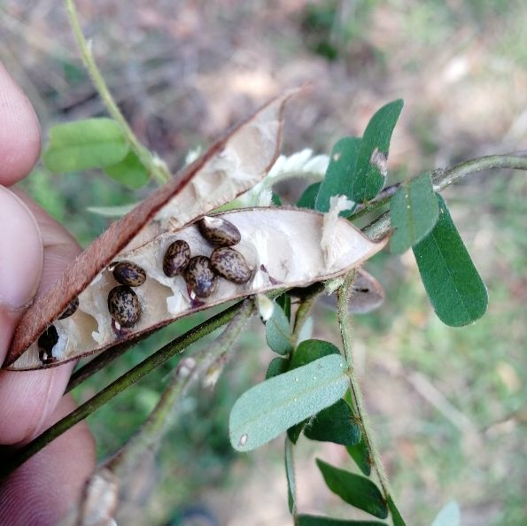 鸡骨草的用途可药用和食用，误食会中毒，用前必须要了解它的特点