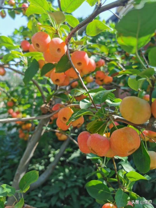 咬人的东西怎么处理,咬人的猫应该如何对待