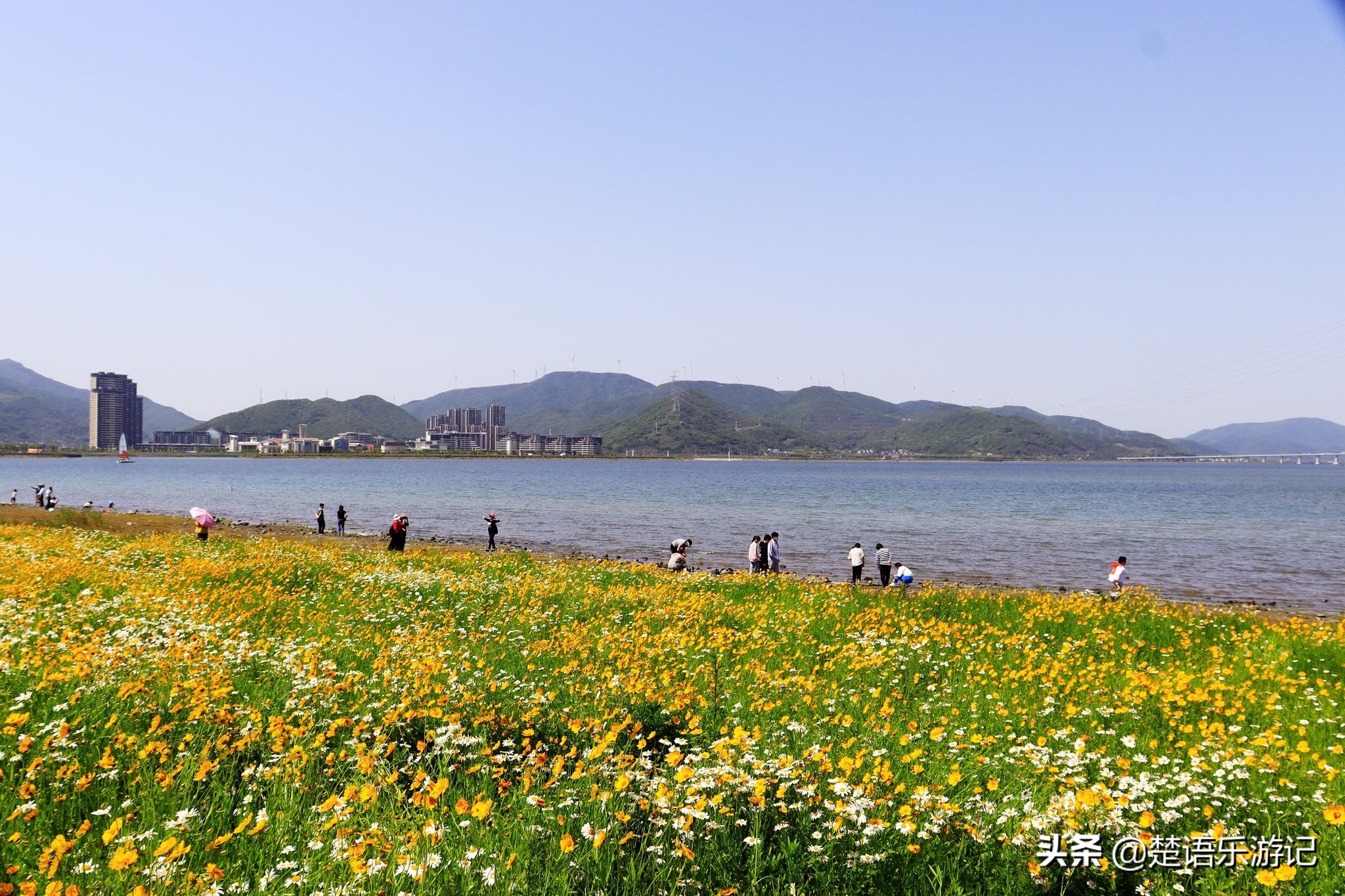 宁波大闸桥花海,宁波风景花海