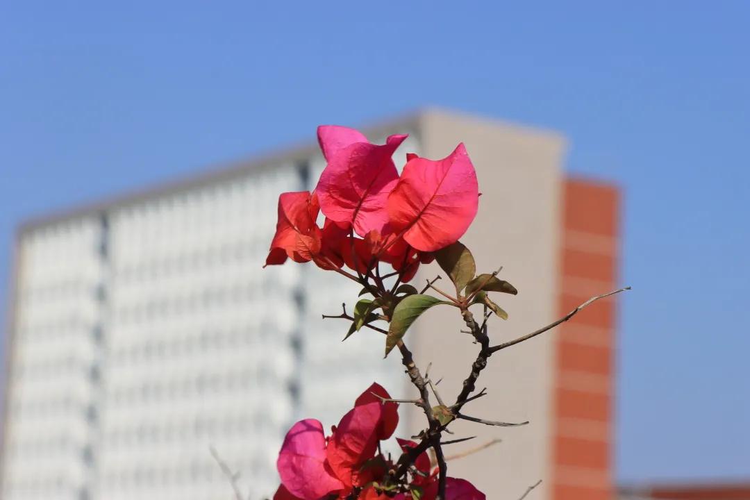 福州职业中专学校风景,福州职业技术学院校园图