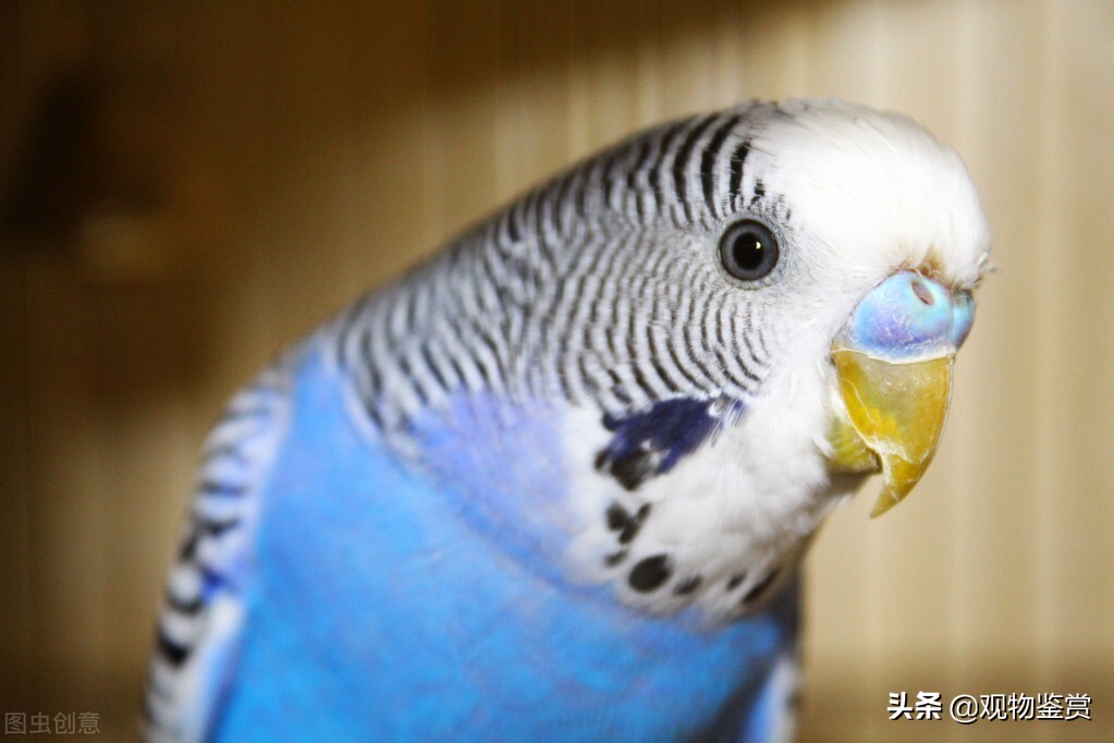 鹦鹉是睁着睡还是闭着眼睛睡,鹦鹉是睁着眼睡觉还是闭眼睛睡觉