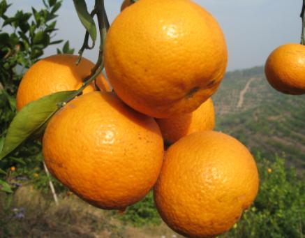 游四方全部视频,游四方四川