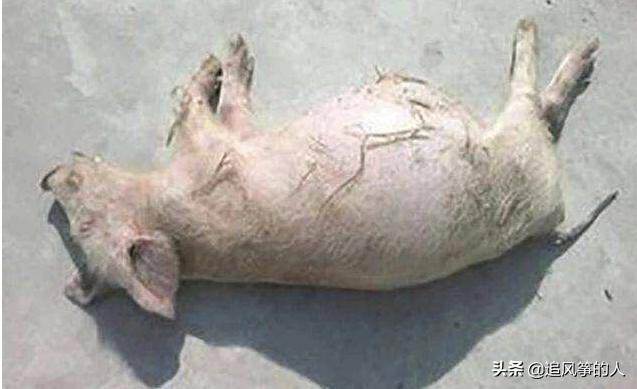 猪肚子胀气的治疗方法土方法,猪养殖技术小猪胀气