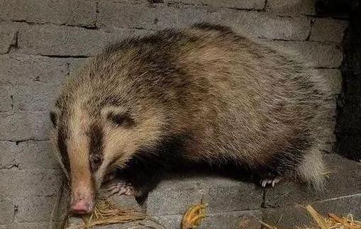 四川野生保护动物种类大全,野鸡野生动物保护