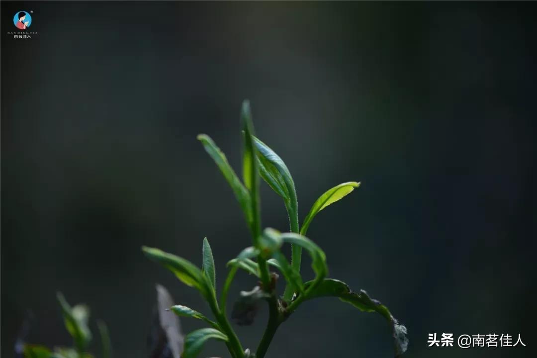 茶叶怎样做好吃又简单的,茶叶怎么做面膜
