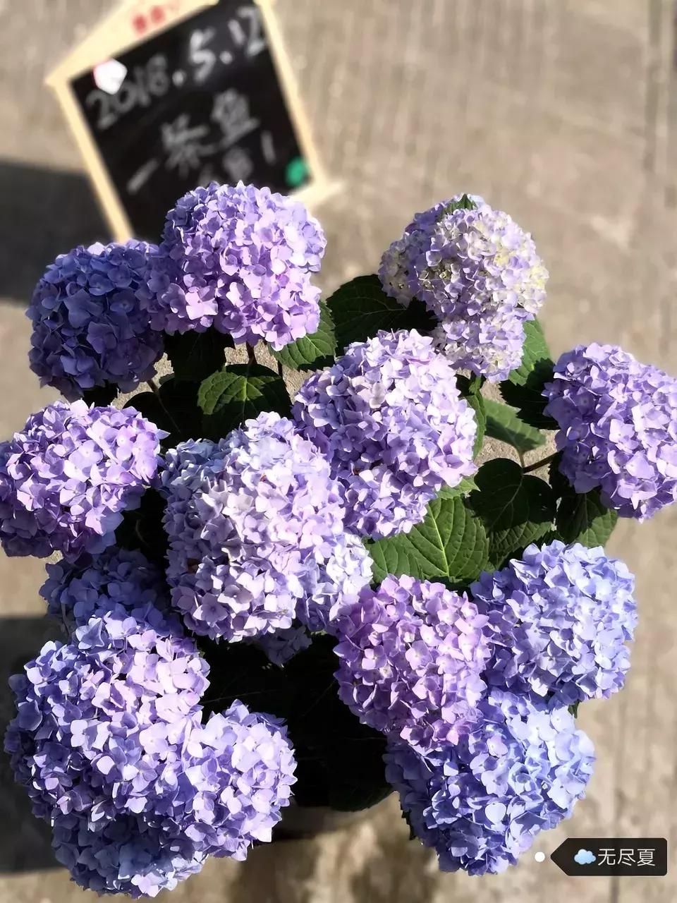 这6种花给点水就爆盆懒人必备,插枝最好养的四种花