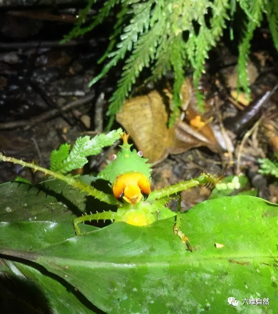 常见凶猛的食肉昆虫,南美洲最凶猛的野兽