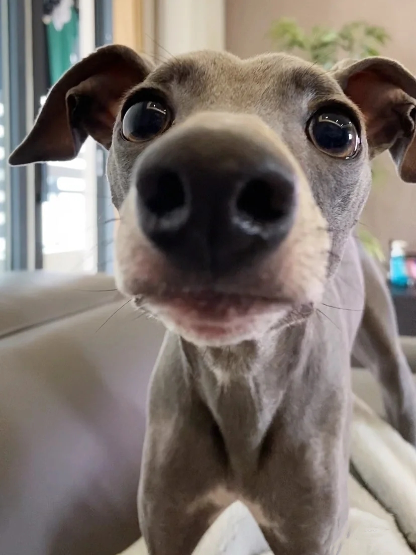 灵缇犬纯种有什么特征,灵缇高级猎犬需要会什么技能