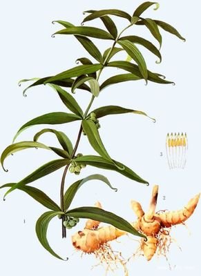 黄精列于草部之首，仙家以为芝草之类，以其得坤土之精粹