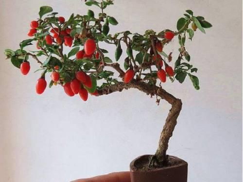 100种常见中药材地骨皮,中药地骨皮的副作用