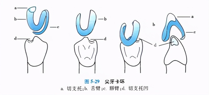 牙列缺损的可摘局部义齿修复题库,牙科美学修复精讲