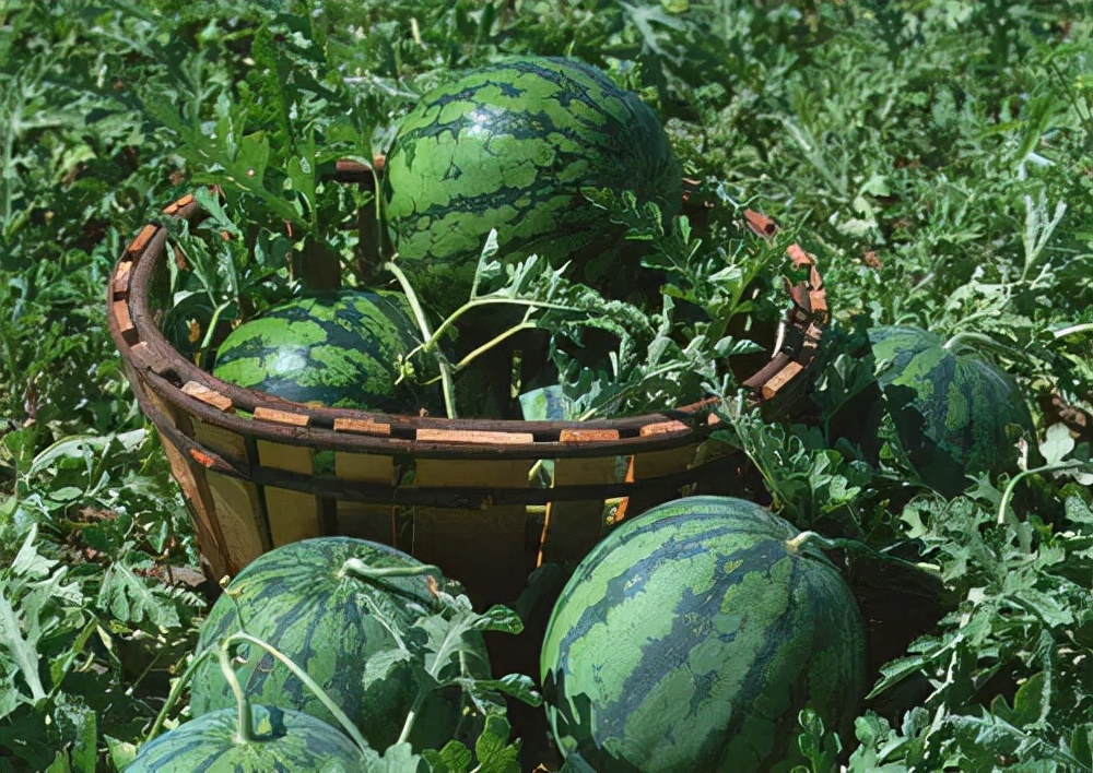 宁波适合种什么水果,宁波南洋水果