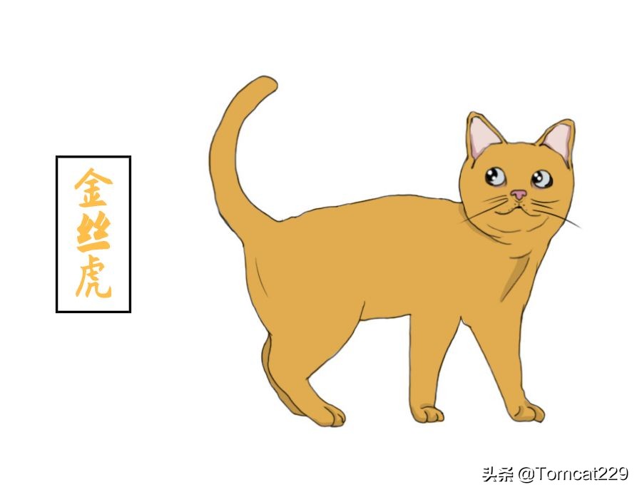 古代是如何给猫咪取名字的,古人给猫取名字